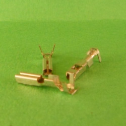 cosse E-B femelle x 10